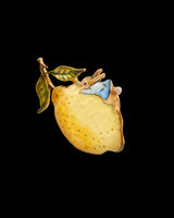 Fable England x Peter Rabbit Lemon Brooch